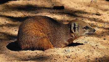 Mongoose, Yellow mongoose, Encyclopedia of life, Media portrayal HD wallpaper