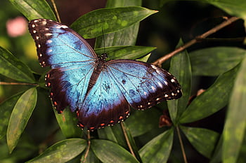 Close-up of a stunning Blue Morpho butterfly perched on green leaves in a natural setting. HD wallpaper