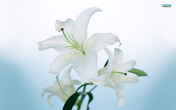 Plants, Flowers HD wallpaper