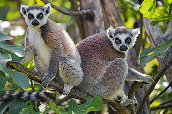 Animals, Wood, Tree, Sight, Opinion, Animal, Lemur HD wallpaper