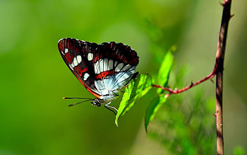 Grass, Leaves, Macro, Striped, Butterfly HD wallpaper