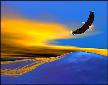 Eagle shore, blue, yellow sky, shore, white, black, eagle, soaring HD wallpaper