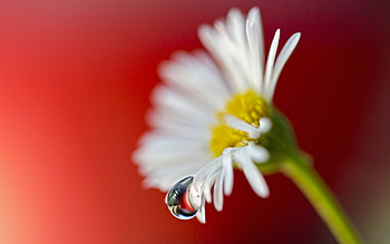 Plants, Flowers, Camomile, Drops HD wallpaper