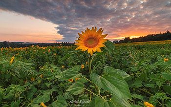 Sunflower Field, clouds, nature, sunflowers, field HD wallpaper
