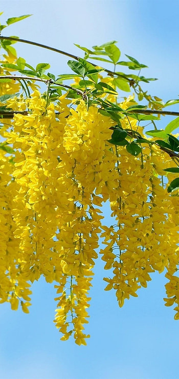 Acacia Tree, Summer blossoms, Sky's beauty, Beautiful HD phone wallpaper