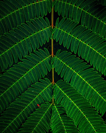 Leaves, Plant, Macro, Branch HD phone wallpaper