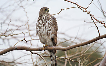 Hawk, nature, prey, bird HD wallpaper