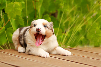 Animals, Muzzle, Protruding Tongue, Tongue Stuck Out, Playful, Puppy, Australian Shepherd HD wallpaper