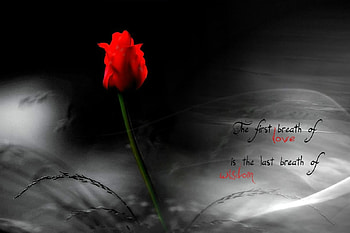 Breath, tulip, text, red HD wallpaper