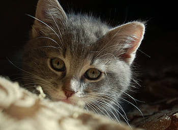 sweet little kitty, sweet, kitten, kitty, portrait, grey tiger, little HD wallpaper