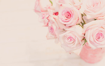 Roses, valentine, rose, pink, day, flower, birtay, mother, card HD wallpaper