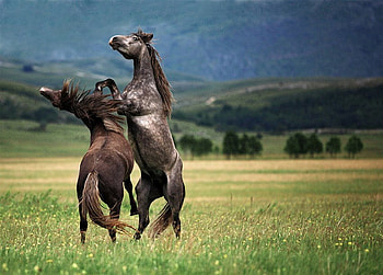 horse fight, horses, nature, fight, wild HD wallpaper