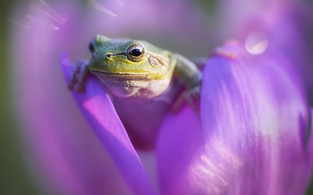 Frog, animal, nature, flower HD wallpaper
