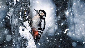 Black White Woodpecker Bird Is Standing On Wood Trunk In Snowfall Background Birds HD wallpaper