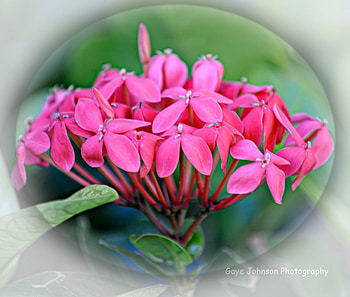 Flower Ball, pink flowers, misty, glass oval HD wallpaper