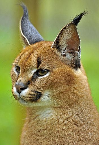 Majestic male caracal, Cute wild animals, Intriguing eyes, Powerful creature HD phone wallpaper