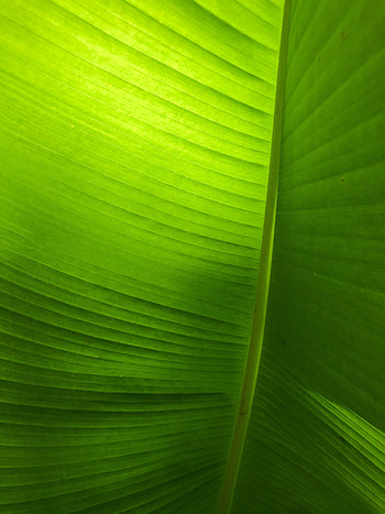 Plant, Macro, Sheet, Leaf, Veins HD phone wallpaper
