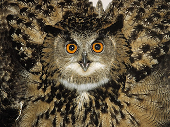 ~Owl~, animal, fly, bird, owl HD wallpaper