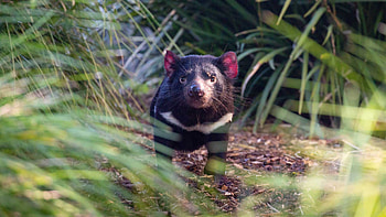 Endangered marsupial species, Australian wildlife, Auckland Zoo exhibit, Tasmanian Devil HD wallpaper