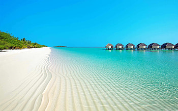 Best beach mac , Seashells and palm trees, Coastal delights, Tropical vacation HD wallpaper
