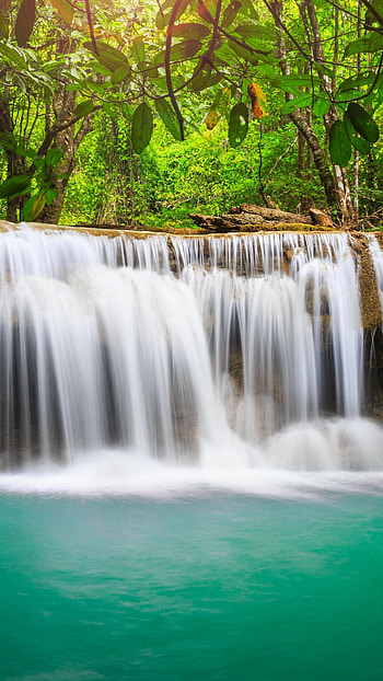 Jungle paradise, , Enveloping nature, Captivating visuals HD phone wallpaper