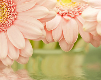Beautiful flowers, flowers, blooms, pretty, petals HD wallpaper
