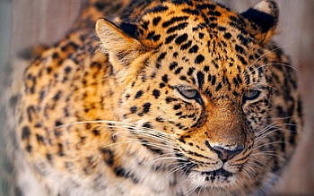Animals, Leopards HD wallpaper