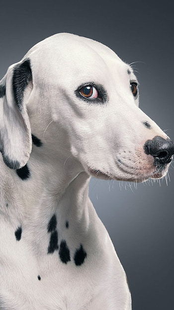 Dogs, White Cute Dog HD phone wallpaper
