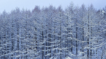 Nature, Trees, Snow, Branches, Branch HD wallpaper