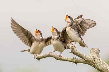 O sole mio!!!, funny, pasari, trio, wings, bird, nature HD wallpaper
