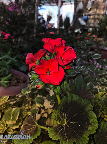 petal, terrestrial_plant HD phone wallpaper