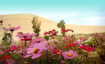 Flowers, Sky, Horizon, Glade, Polyana, Kosmeya, Cosmos HD wallpaper