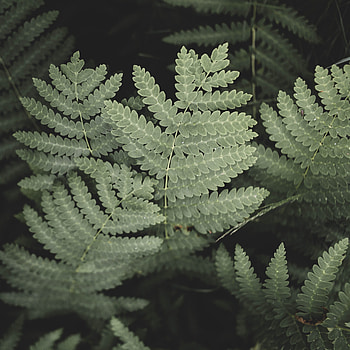 Leaves, Macro, Branch HD phone wallpaper