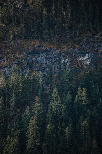 Nature, Trees, Rock, View From Above, Forest HD phone wallpaper