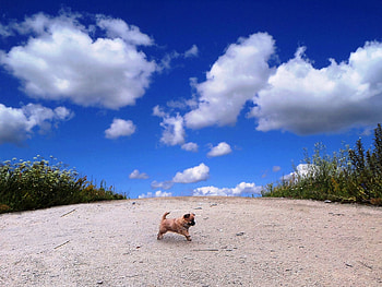 Summer., fields, summer, nature, animals HD wallpaper