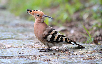 Animals, Bird, Earth, Land, Stripes, Strips, Crest, Pappus HD wallpaper