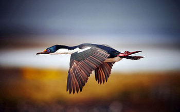 Animals, Bird, Flight, Duck, Greased, Smeared HD wallpaper