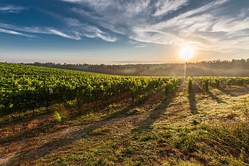 A breathtaking view of a vineyard in Tuscany with the sun rising, casting long shadows. HD wallpaper