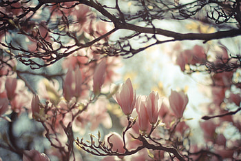 Nature's beauty, Magnolia flora, , and mobile HD wallpaper