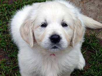 hey there!, golden, loyal, standing, nice, nose, looking, puppy, wet, love, stand, pet, friend, look, retriever HD wallpaper