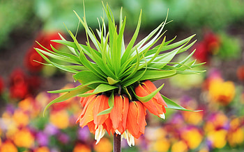 Flower, bokeh, nature, pretty HD wallpaper