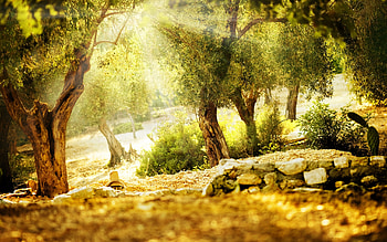 Landscape, Trees HD wallpaper