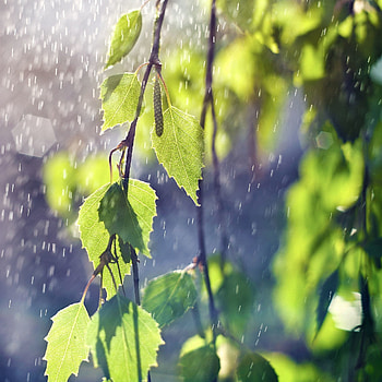 Leaves, Rain, Macro, Branches, Branch, Birch, Earrings HD phone wallpaper
