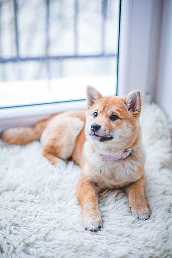 Cute Shiba Inu puppy resting on a soft white rug in a cozy indoor setting. HD phone wallpaper