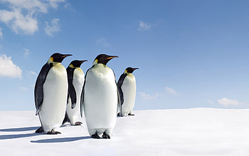 Animals, Birds, Pinguins HD wallpaper