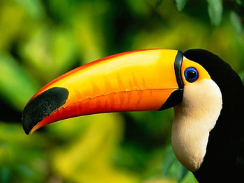 Beautiful Toucan, birds, graphy, animals, green, beautiful, nature, orange, lovely HD wallpaper
