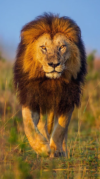 Lion , Angry, Lion Face HD phone wallpaper