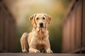 Labrador Retriever, Birchcreek Labradors, Beloved Brooksy, Cherished lineage HD wallpaper