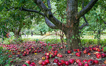 Apple tree , Captivating backgrounds, que views, Nature's allure HD wallpaper