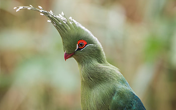 Amazing Bird, amazing, bird, green, red HD wallpaper